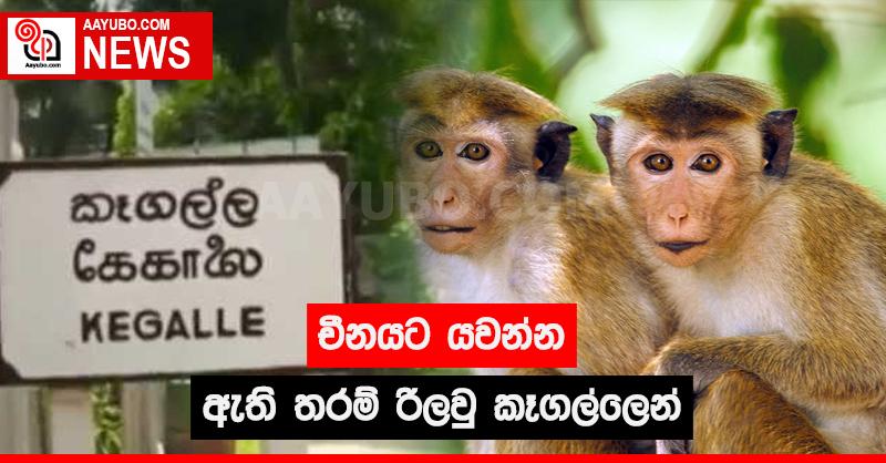 චීනයට යවන්න ඇති තරම් රිලවු කෑගල්ලෙන්
