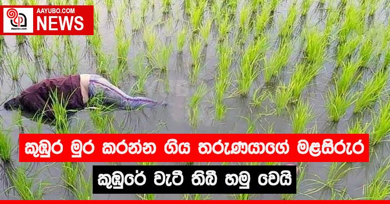 කුඹුර මුර කරන්න ගිය තරුණයාගේ මළසිරුර කුඹුරේ වැටී තිබී හමු වෙයි