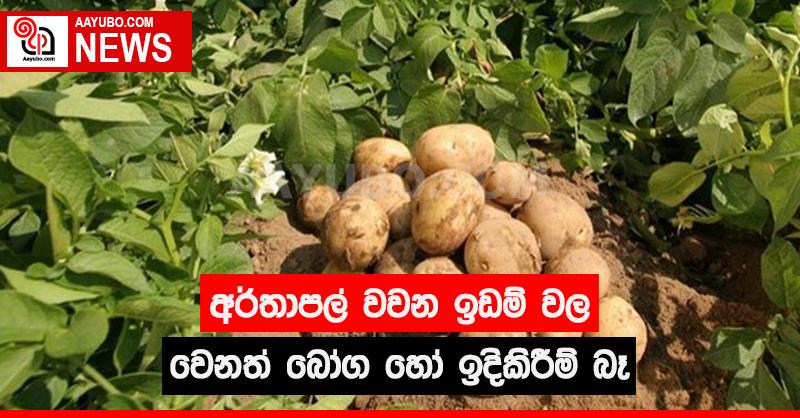 අර්තාපල් වවන ඉඩම්වල වෙනත් බොග හෝ ඉදිකිරීම් බෑ
