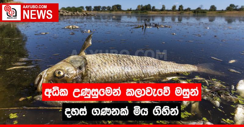 අධික උණුසුමෙන් කලාවැවේ මසුන් දහස් ගණනක් මිය ගිහින්