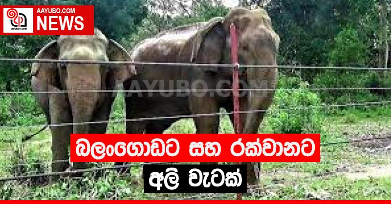 බලංගොඩ සහ රක්වානට අලි වැටක්