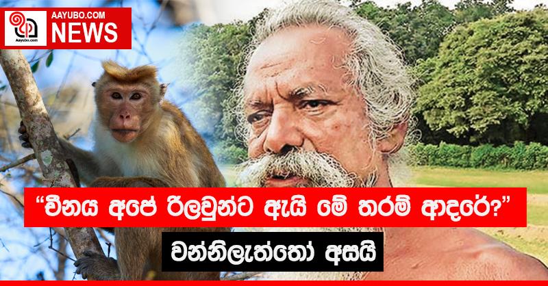 "චීනය අපේ රිළවුන්ට ඇයි මේ තරම් ආදරේ" - වන්නිලැත්තෝ අසයි