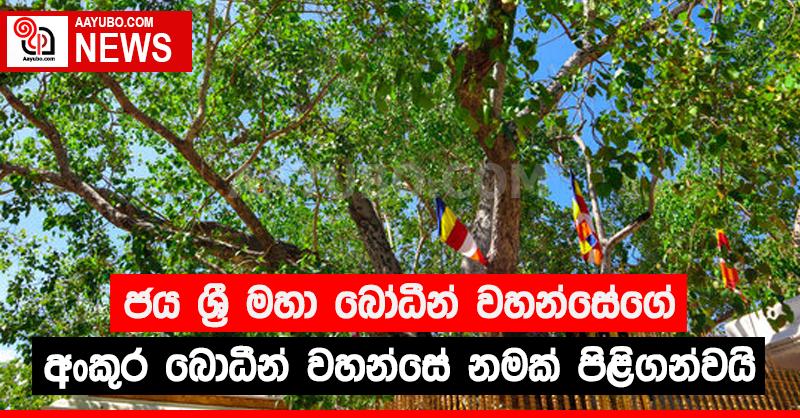 ජය ශ්‍රී මහා බෝධීන් වහන්සේගේ අංකුර බෝධීන් වහන්සේ නමක් පිළිගන්වයි