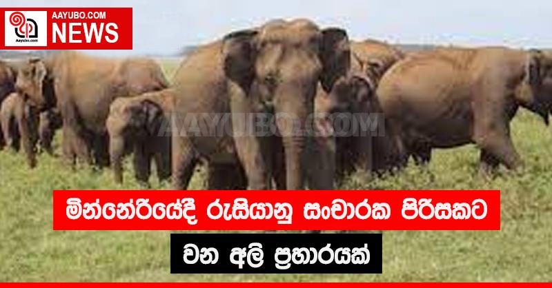 මින්නේරියේදී රුසියානු සංචාරකයින් පිරිසකට වන අලි ප්‍රහාරයක්
