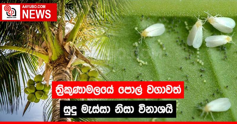 ත්‍රිකුණාමලයේ පොල් වගාවන් සුදු මැස්සා නිසා විනාශයි