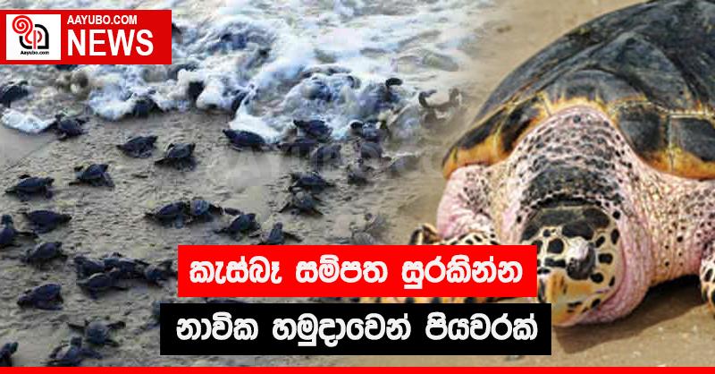 කැස්බෑ සම්පත සුරකින්න නාවික හමුදාවෙන් පියවරක්