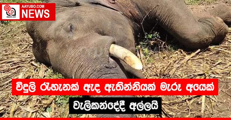 විදුලි රැහැනක් ඇද ඇතින්නියක් මැරූ අයෙක් වැලිකන්දේදී අල්ලයි