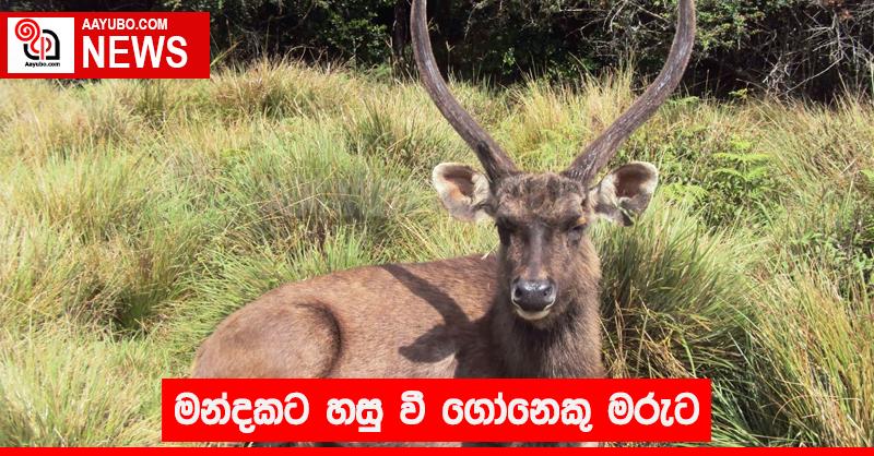 මන්දකට හසු වී ගෝනෙකු මරුට