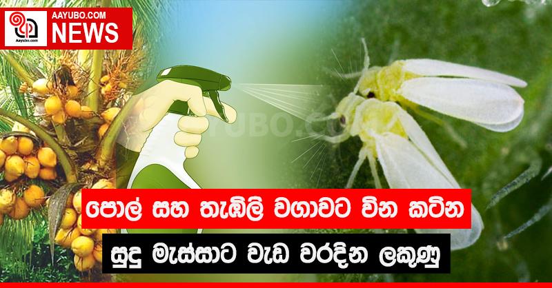 පොල් සහ තැඹිලි වගාවට වින කටින සුදු මැස්සාට වැඩ වරදින ලකුණු
