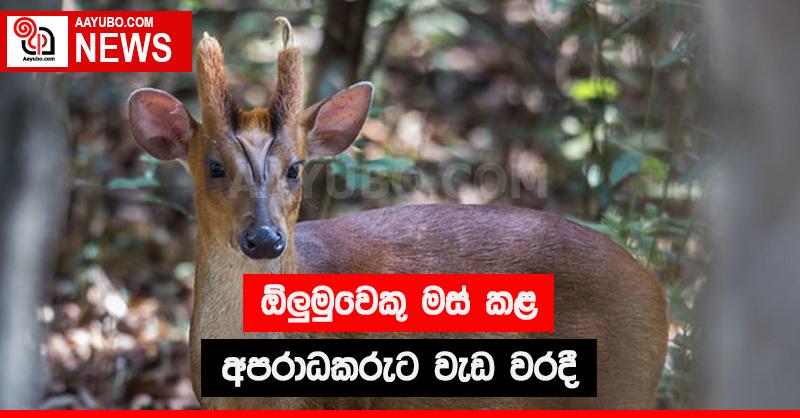 ඕලුමුවෙකු ඝාතනය කර මස් කළ අපරාධකරුට වැඩ වරදී