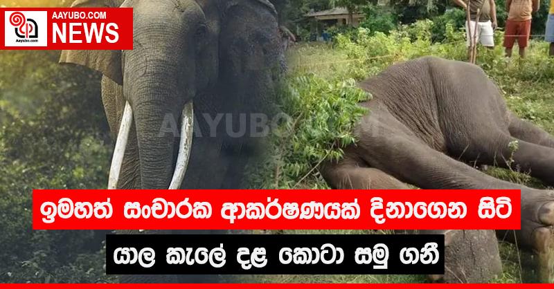 ඉමහත් සංචාරක ආකර්ෂණයක් දිනාගෙන සිටි යාල කැලේ දළ කොටා සමු ගනී