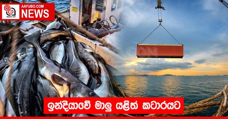 ඉන්දියාවේ මාළු යළිත් කටාරයට 
