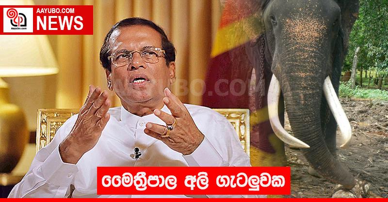 මෛත්‍රීපාල අලි ගැටලුවක