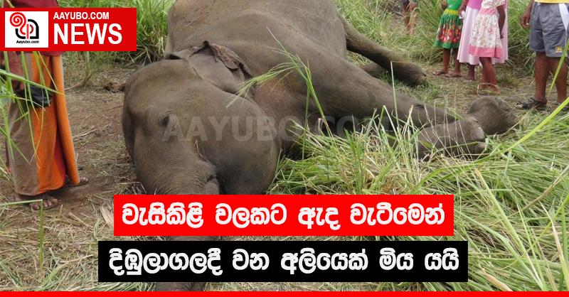 වැසිකිළි වලකට ඇද වැටීමෙන් දිඹුලාගලදී වන අලියෙක් මිය යයි