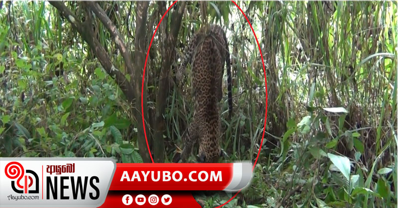 තවත් කොටියෙකු අවසන් ගමන් යයි (PHOTOS)