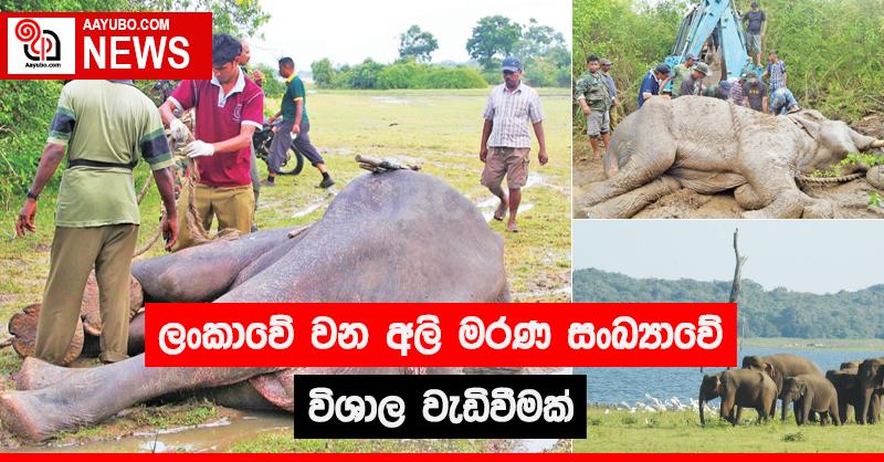 ශ්‍රී ලංකාවේ වන අලි මරණ සංඛ්‍යාවේ විශාල වැඩිවීමක්