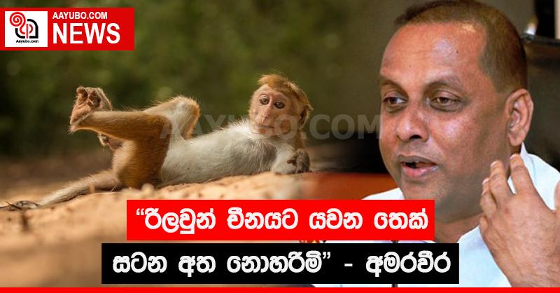 "රිලවුන් චීනයට යවන තෙක් සටන අත නොහරිමි" - අමරවීර