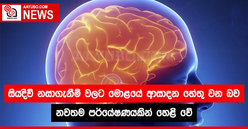 සියදිවි නසාගැනීම් වලට මොළයේ ආසාදන හේතු වන බව නවතම පර්යේෂණයකින් හෙළි වේ