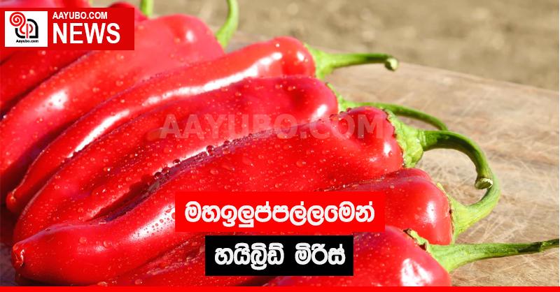 මහඉලුප්පල්ලමෙන් හයිබ්‍රිඩ් මිරිස්