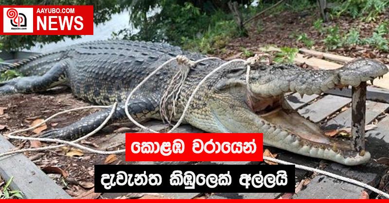 කොළඹ වරායෙන් දැවැන්ත කිඹුලෙක් අල්ලයි