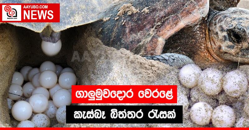 ගාලුමුවදොර වෙරළේ  කැස්බෑ බිත්තර රැසක්