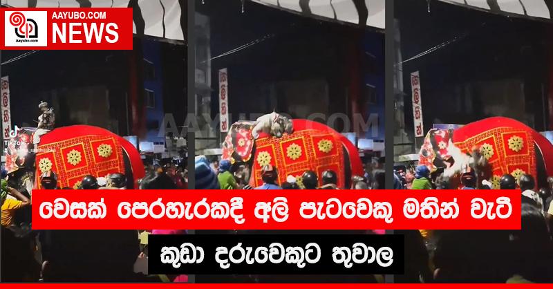 වෙසක් පෙරහැරකදී අලි පැටවෙකු මතින් වැටී කුඩා දරුවෙකුට තුවාල