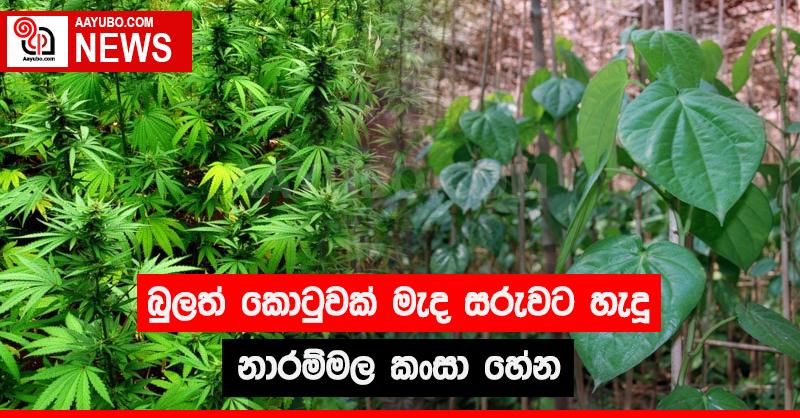 බුලත් කොටුවක් මැද සරුවට හැදු නාරම්මල කංසා හේන