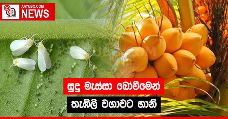 සුදු මැස්සා බෝවීමෙන් තැඹිලි වගාවට හානි