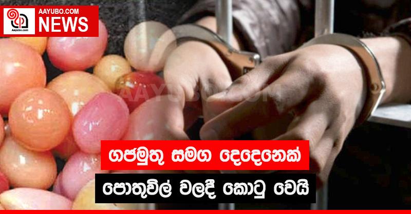 ගජමුතු සමග දෙදෙනෙක් පොතුවිල් වලදී කොටු වෙයි