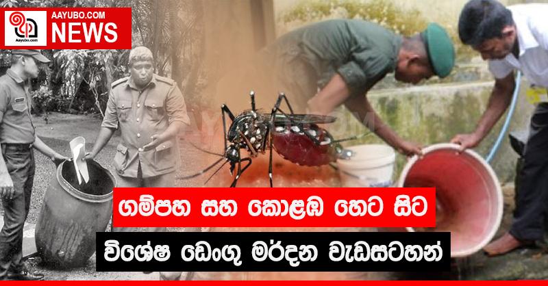 ගම්පහ සහ කොළඹ හෙට සිට විශේෂ ඩෙංගු මර්දන වැඩසටහන්