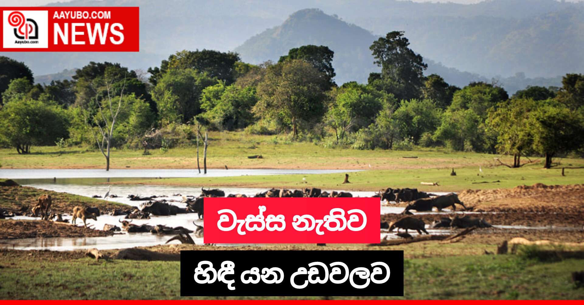 වැස්ස නැතිව හිඳී යන උඩවලව