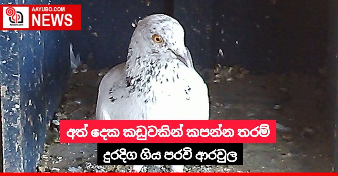 අත් දෙක කඩුවකින් කපන්න තරම් දුරදිග ගිය පරවි ආරවුල