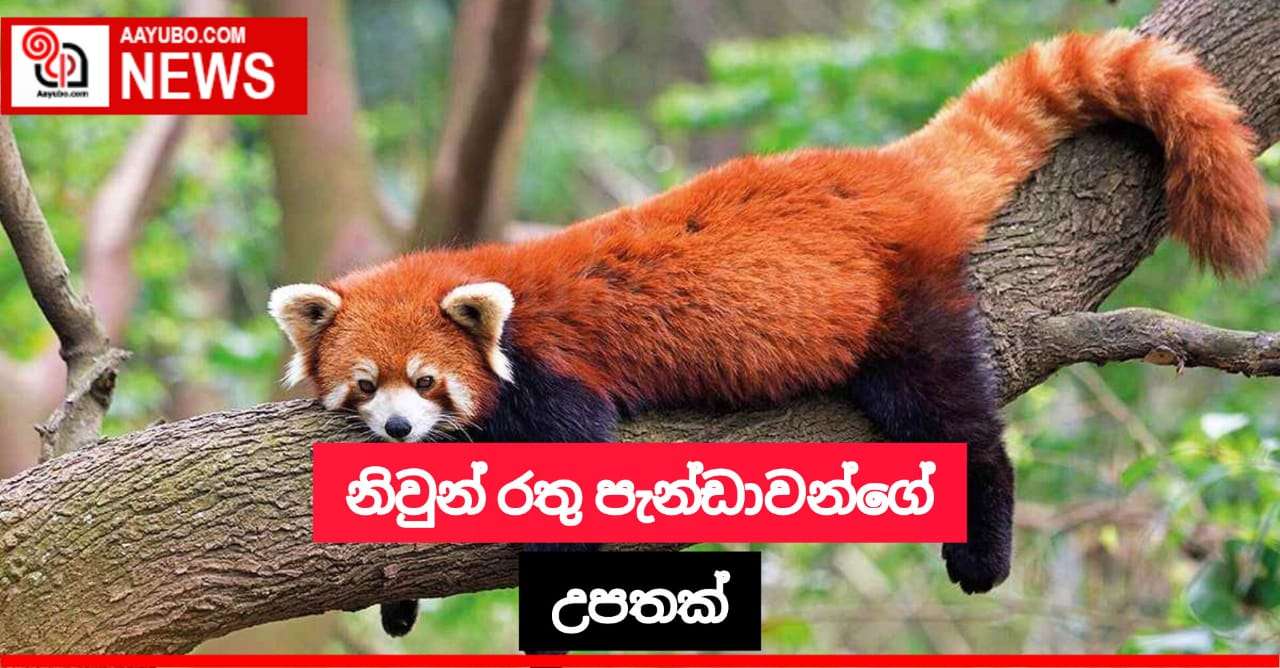  රතු පැන්ඩා සත්ත්වයින්ගේ නිවුන් උපතක්