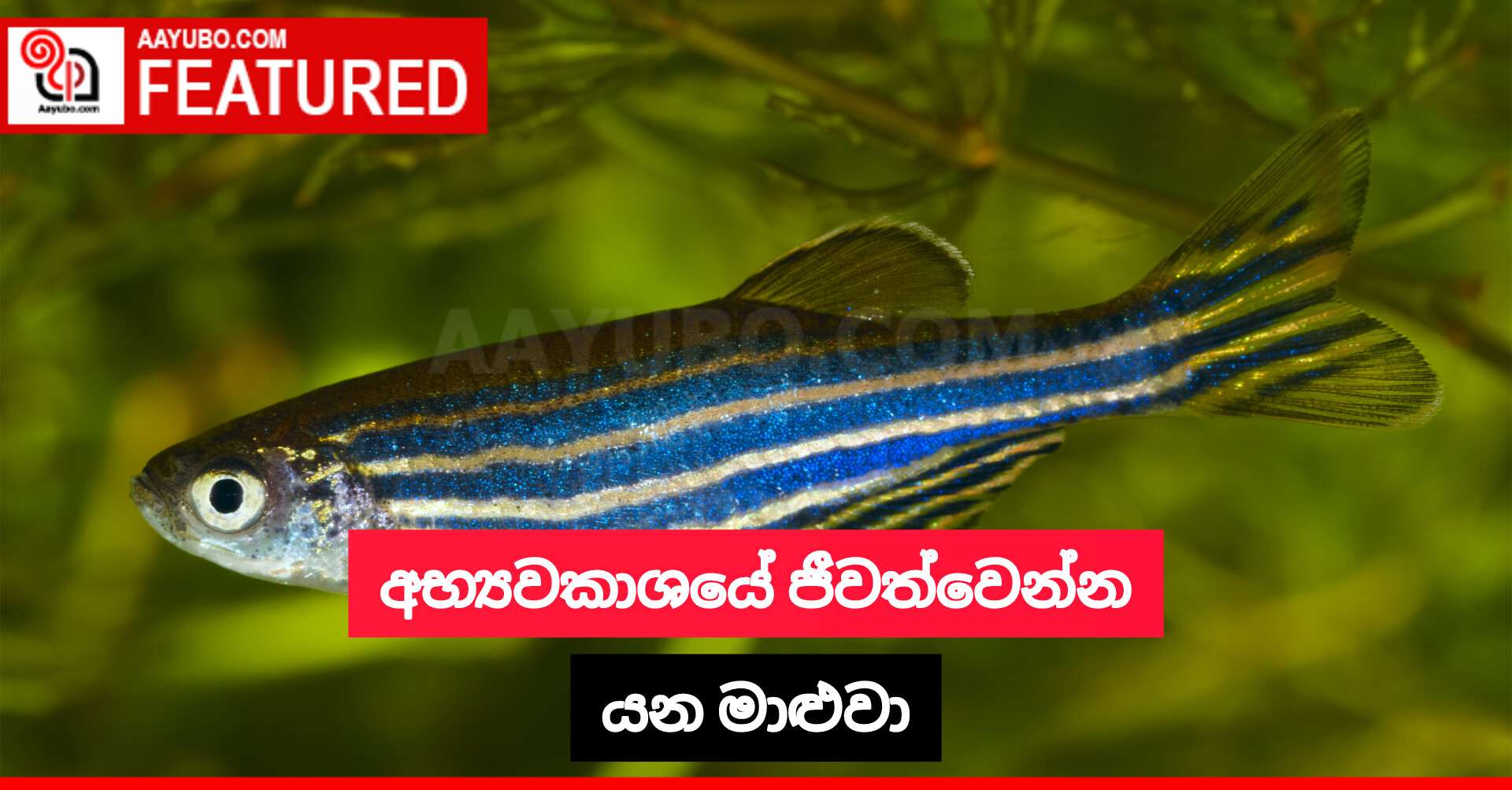 අභ්‍යවකාශයේ ජීවත්වෙන්න යන මාළුවා