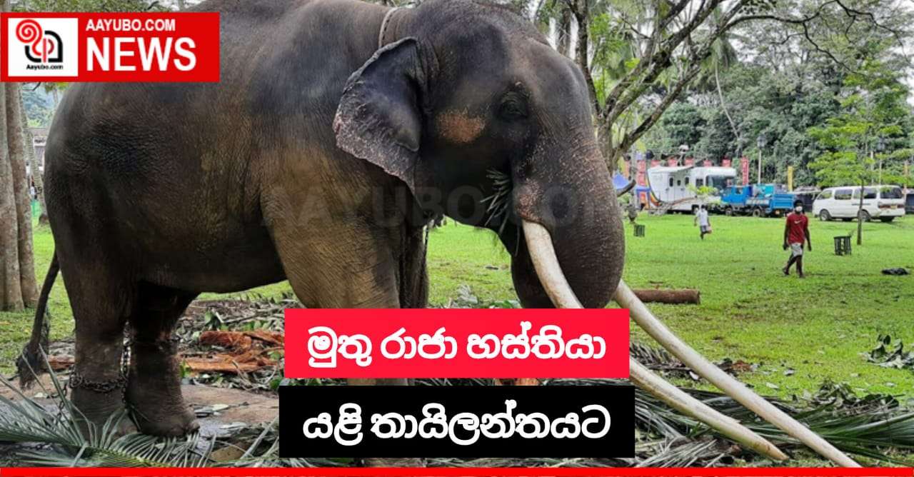මුතු රාජා හස්තියා යළි තායිලන්තයට 