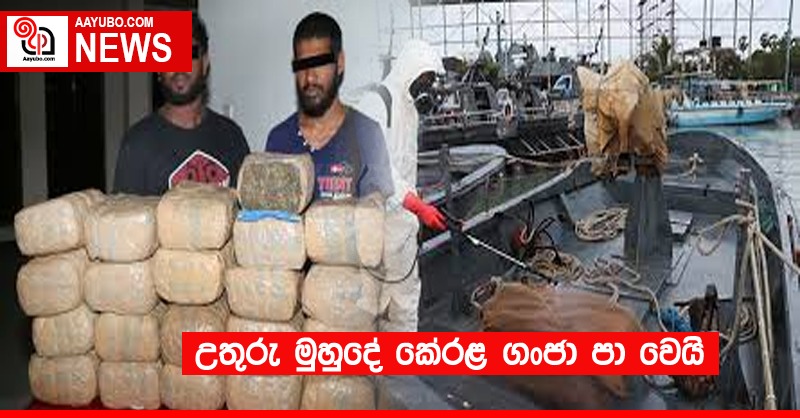 උතුරු මුහුදේ ගංජා පාවේ