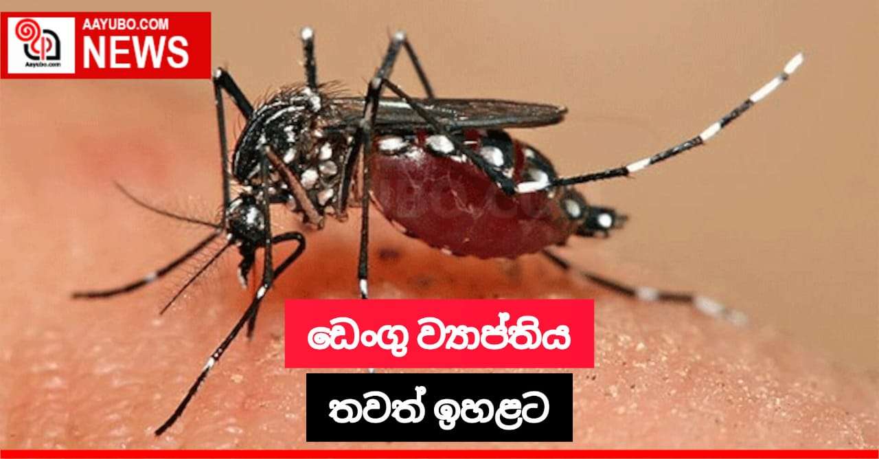 ඩෙංගු රෝගය හේතුවෙන් මරණ 251ක් වාර්තා වෙයි