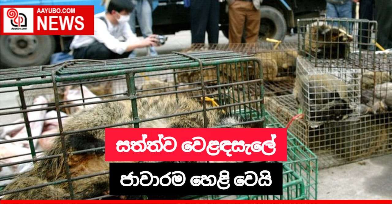 සත්ත්ව වෙළඳසැල් ජාවාරාමක් වටලයි