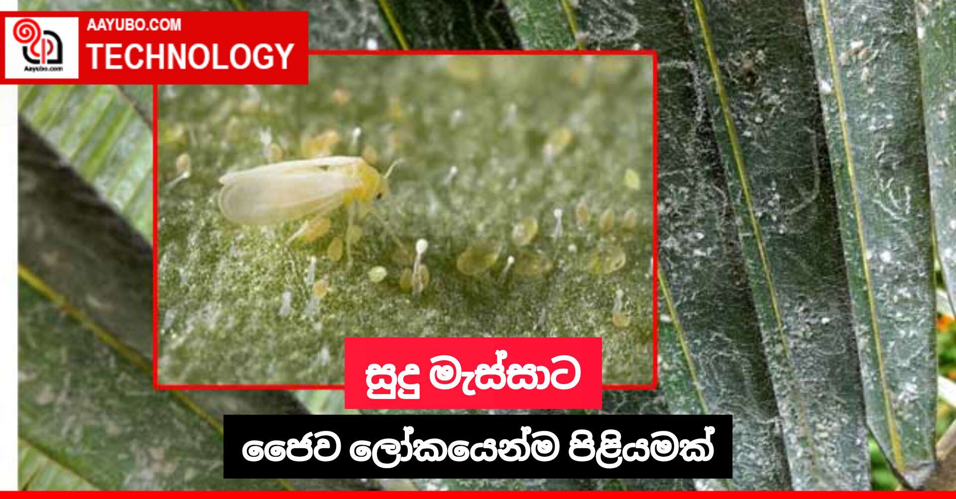 සුදු මැස්සාට ජෛව ලෝකයෙන්ම පිළියමක්