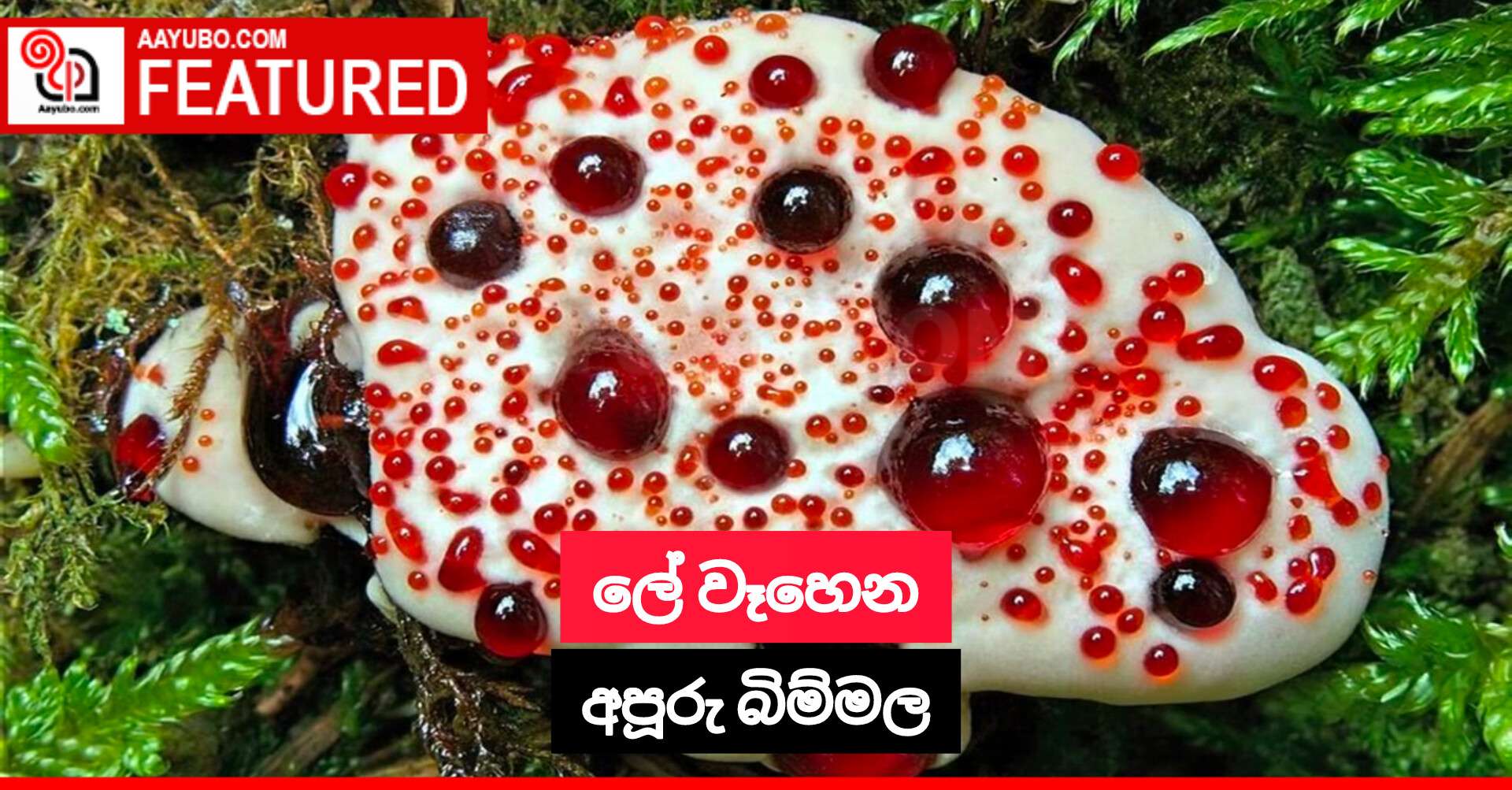 ලේ වෑහෙන අපූරු බිම්මල