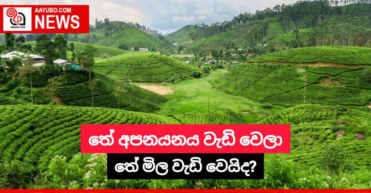 තේ අපනයනය වැඩි වෙලා