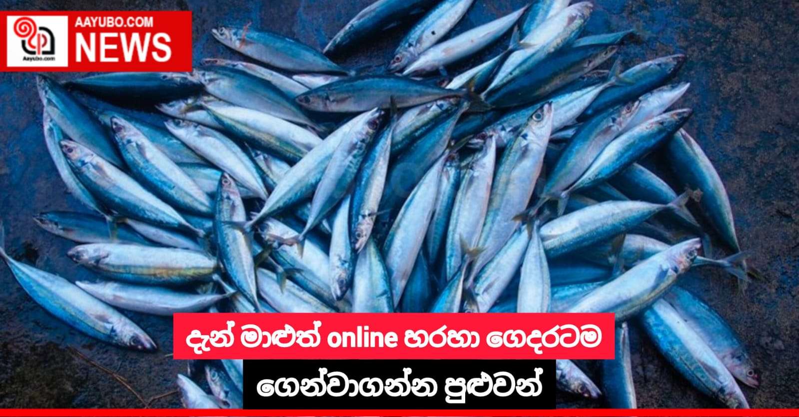දැන් මාළුත් online හරහා ගෙදරටම ගෙන්වාගන්න පුළුවන්