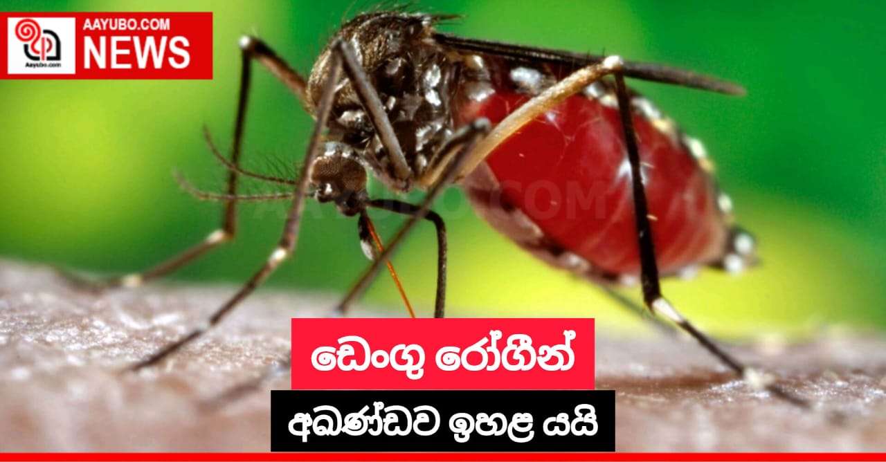 ඩෙංගු රෝගීන් අඛණ්ඩව ඉහළ යයි