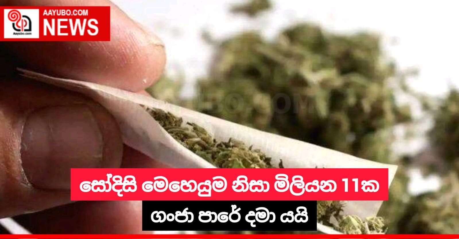 සෝදිසි මෙහෙයුම නිසා මිලියන 11ක ගංජා පාරේ දමා යයි