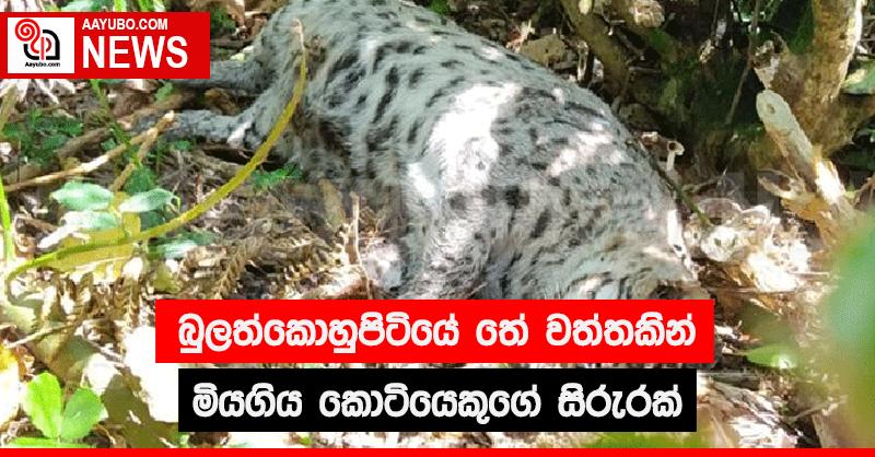 බුලත්කොහුපිටියේ තේ වත්තකින්  මියගිය කොටියෙකුගේ සිරුරක්