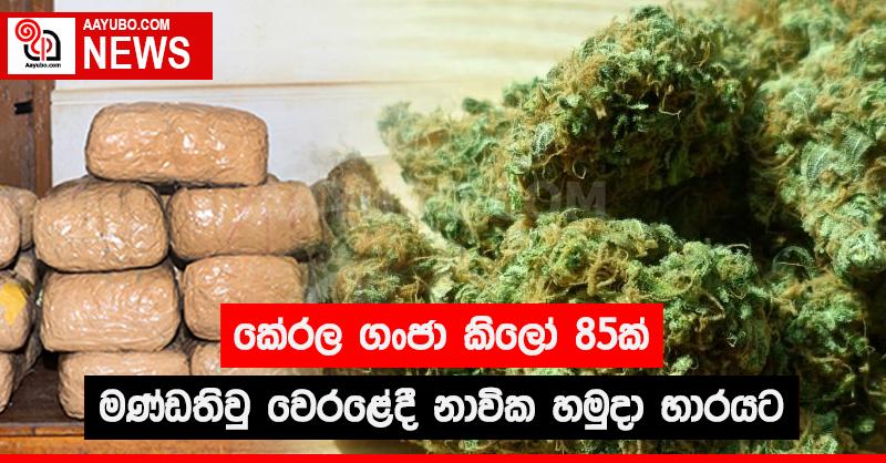 කේරල ගංජා කිලෝ 85ක් මණ්ඩතිවු වෙරළේදී හමුදා භාරයට