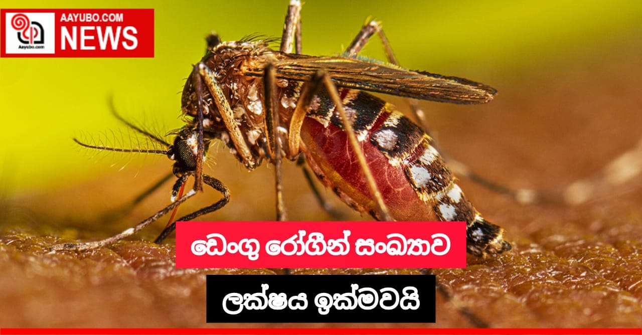 ඩෙංගු රෝගීන් සංඛ්‍යාව ලක්ෂය ඉක්මවයි