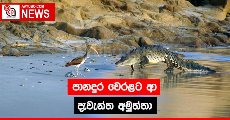 පානදුර වෙරළට ආ දැවැන්ත අමුත්තා