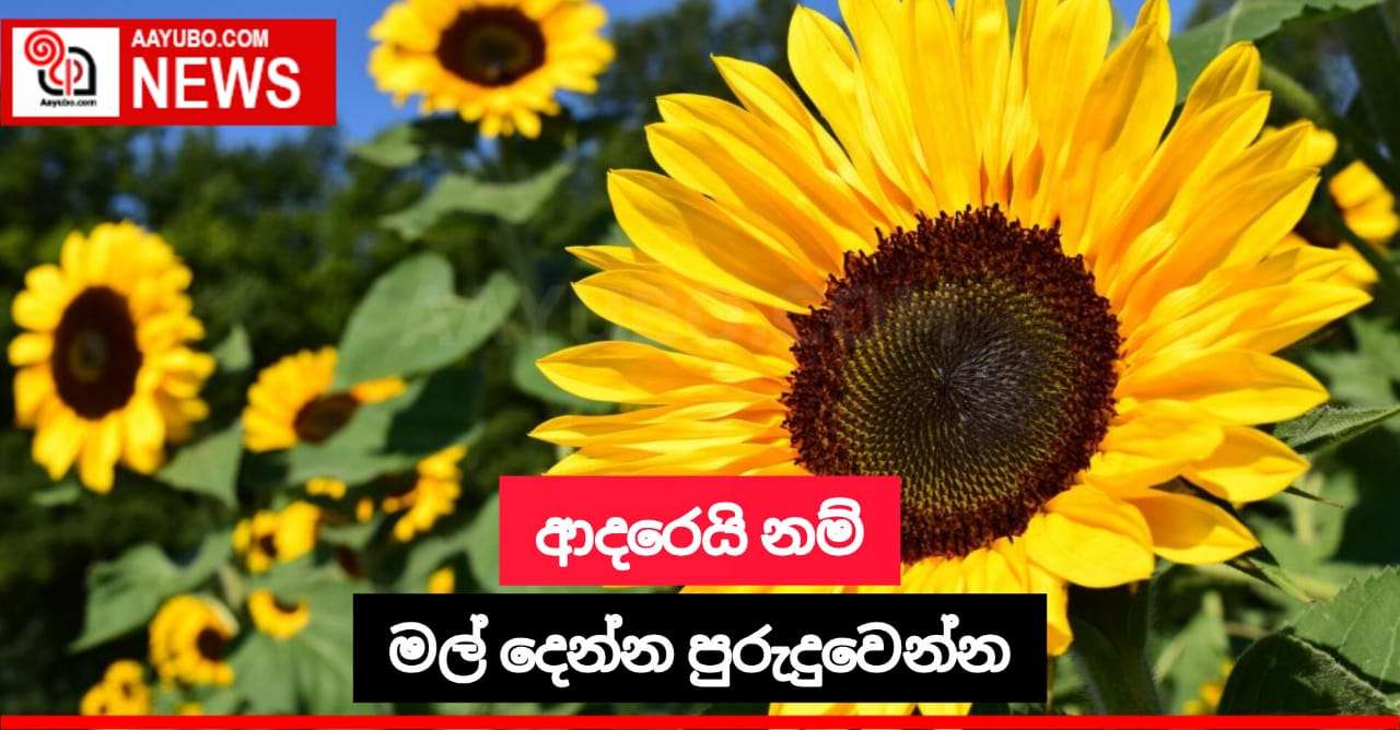 තම බිරිඳට ඔවුන්ගේ 50 වැනි විවාහ සංවත්සරයට  සූරියකාන්ත මල් මිලියන 1.5ක් රෝපනය කල සැමියා