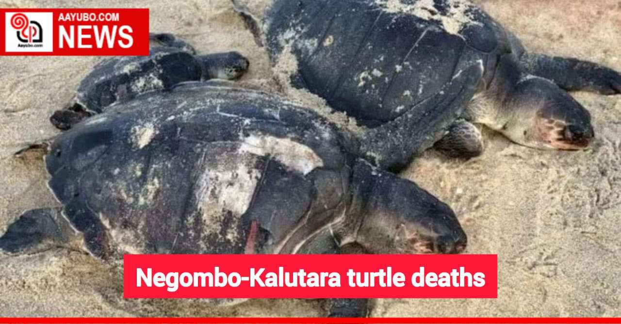 Negombo-Kalutara turtle deaths